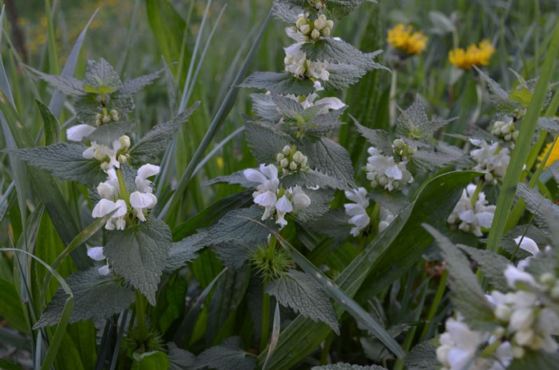 Val Brembana, (BG) : Lamium album